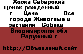 Хаски Сибирский (щенок рожденный 20.03.2017г.) › Цена ­ 25 000 - Все города Животные и растения » Собаки   . Владимирская обл.,Радужный г.